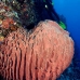 sponge_barrel_jg_v_0705_png0754.jpg